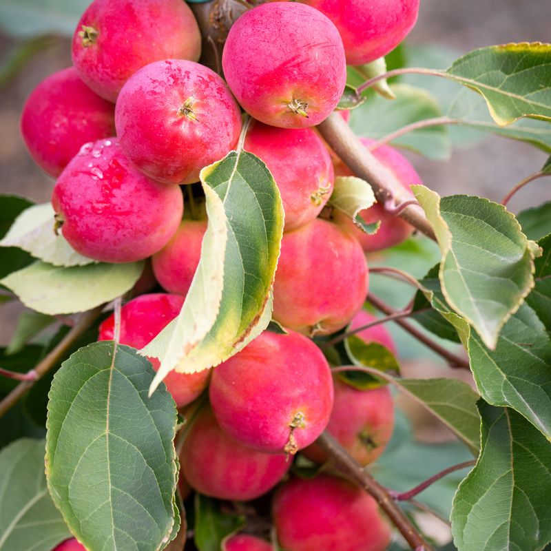 Malus 'Jelly King'