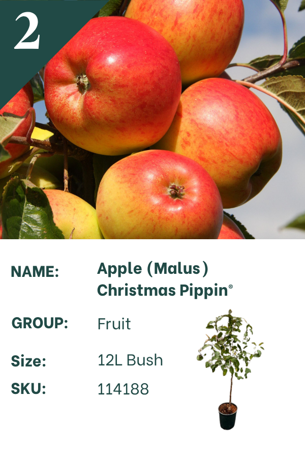 Christmas Pippin®
Apple