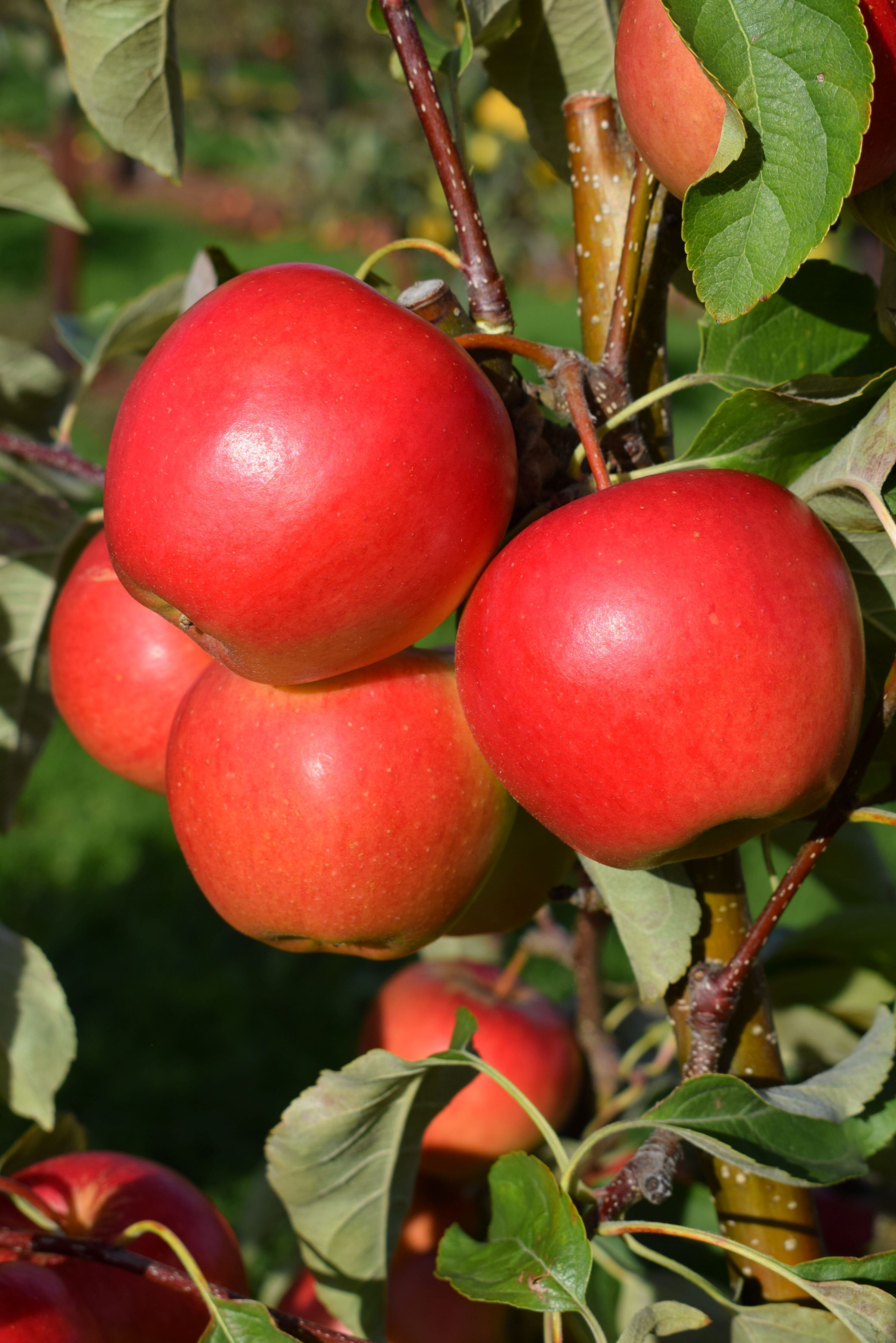 New apple variety naming competition