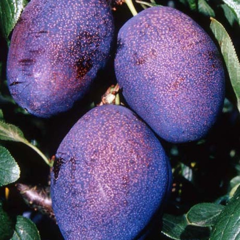 Violetta