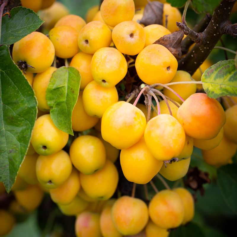 Malus 'Golden Hornet'