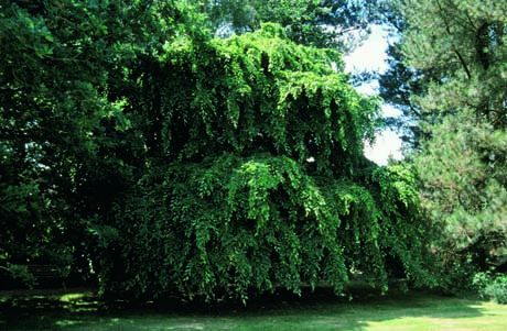 Carpinus betulus 'Pendula'