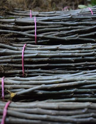 Rootstocks for Fruit 2