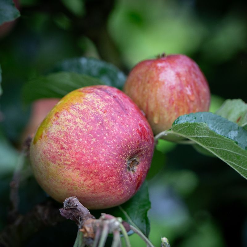 Apple Kingston Black