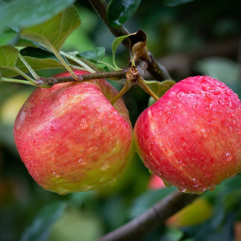 Apple Honeycrsip