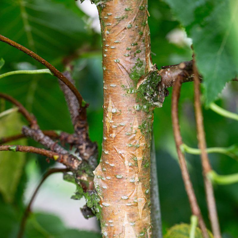 Betula costata 'Daleside'