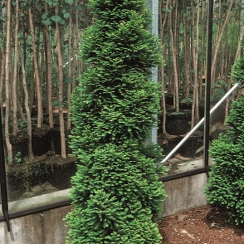 Taxodium distichum 'Pévé Minaret'