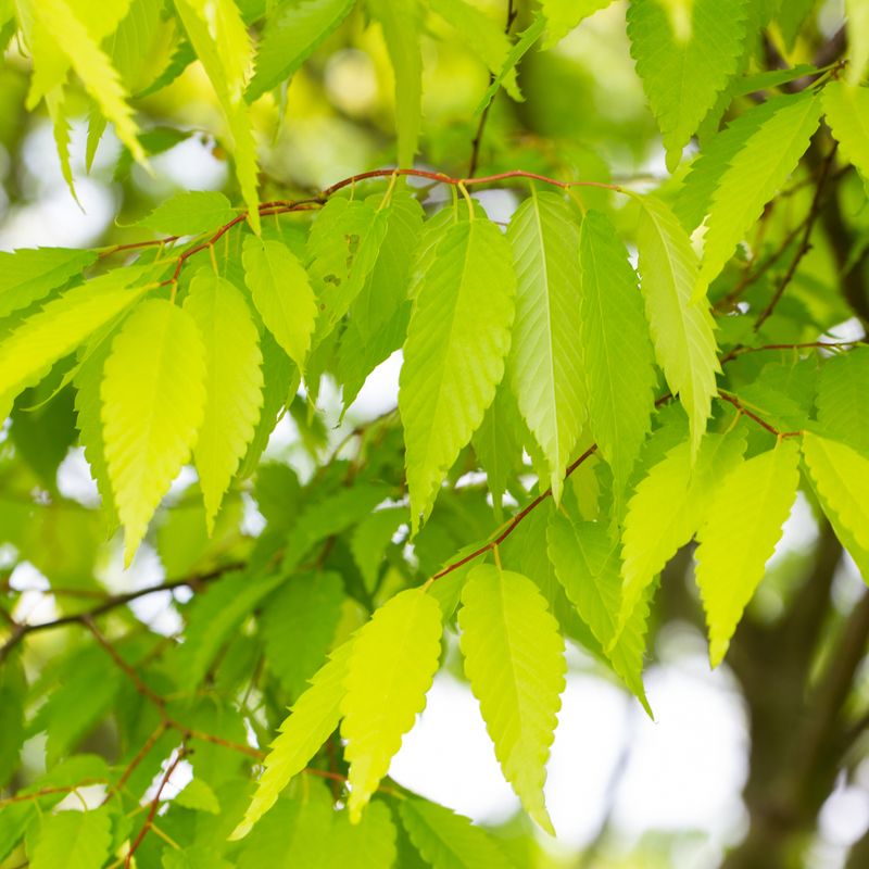 Zelkova serrata 'Kiwi Sunset'