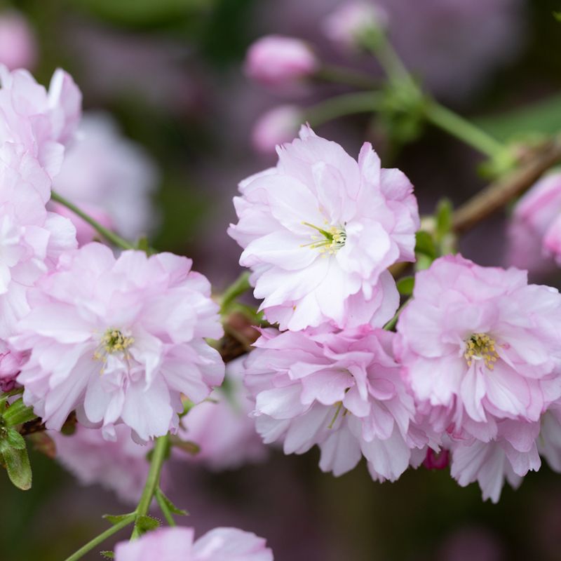 Prunus Kanzan