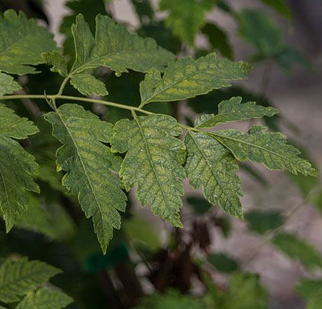 Koelreuteria paniculata 'Fastigiata'