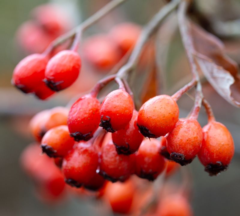 Sorbus japonica