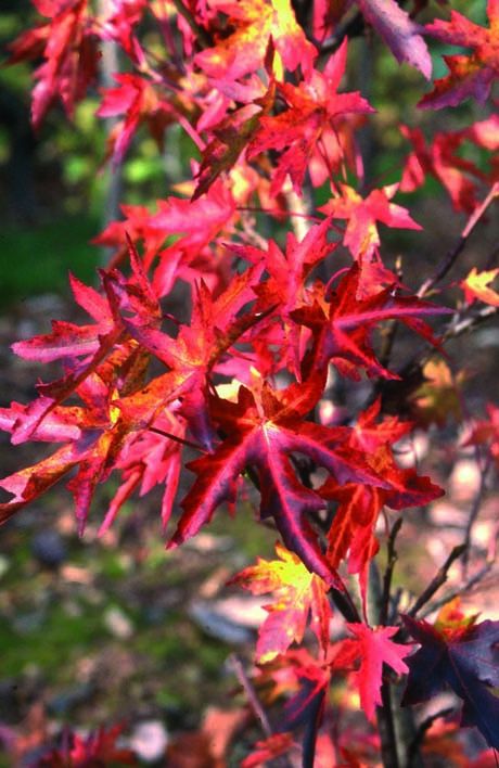 Liquidambar styraciflua 'Stared' 2