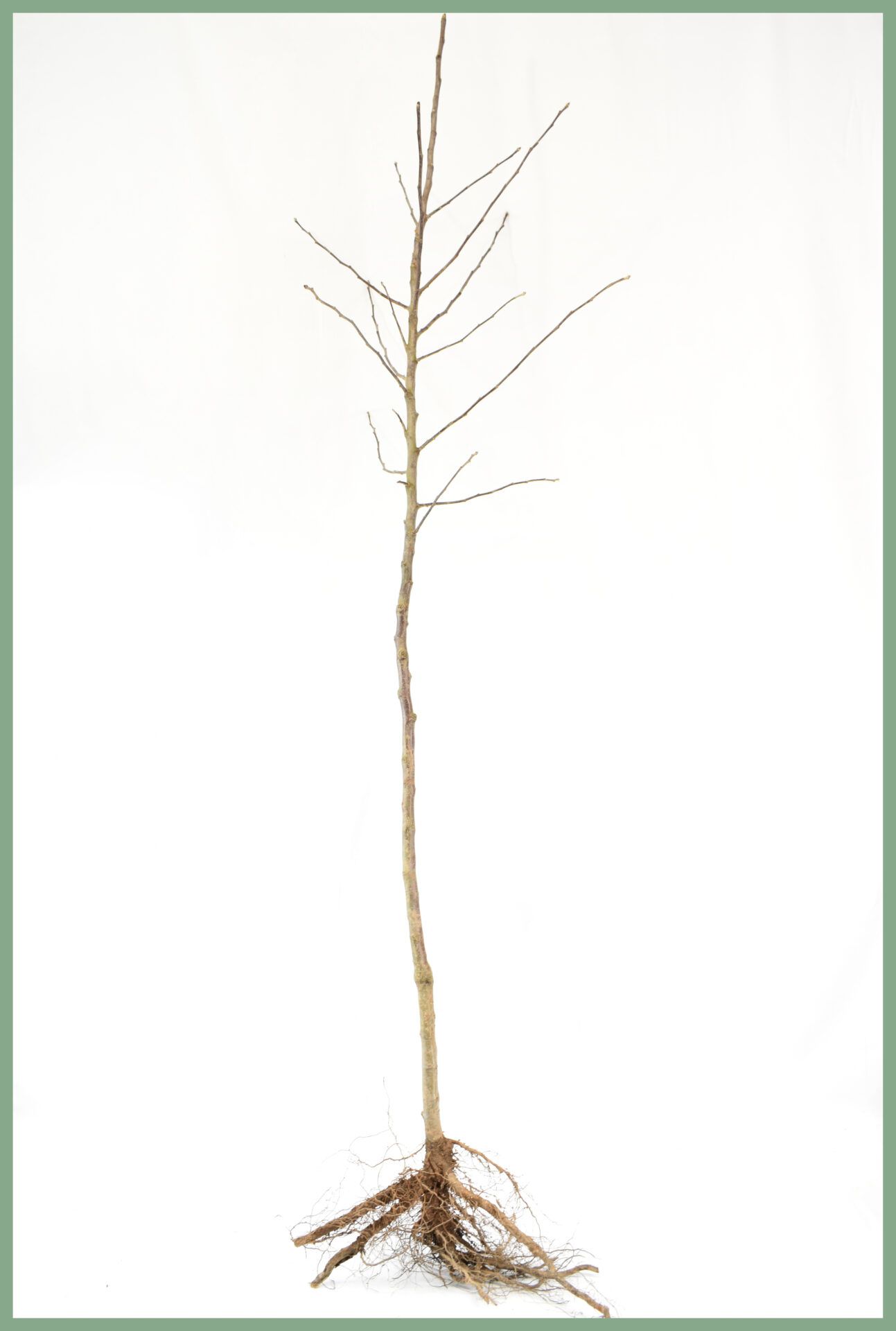 Fruit Trees - Bare Root Specifications 14