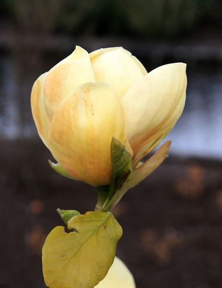 Magnolia 'Honey Tulip'®