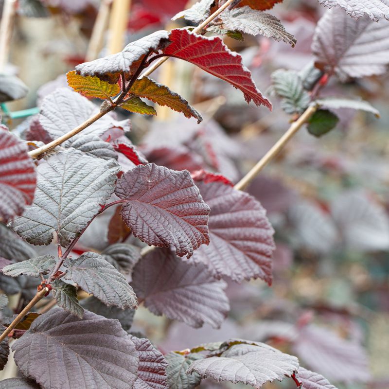 Corylus avellana ‘Red Ghost’®