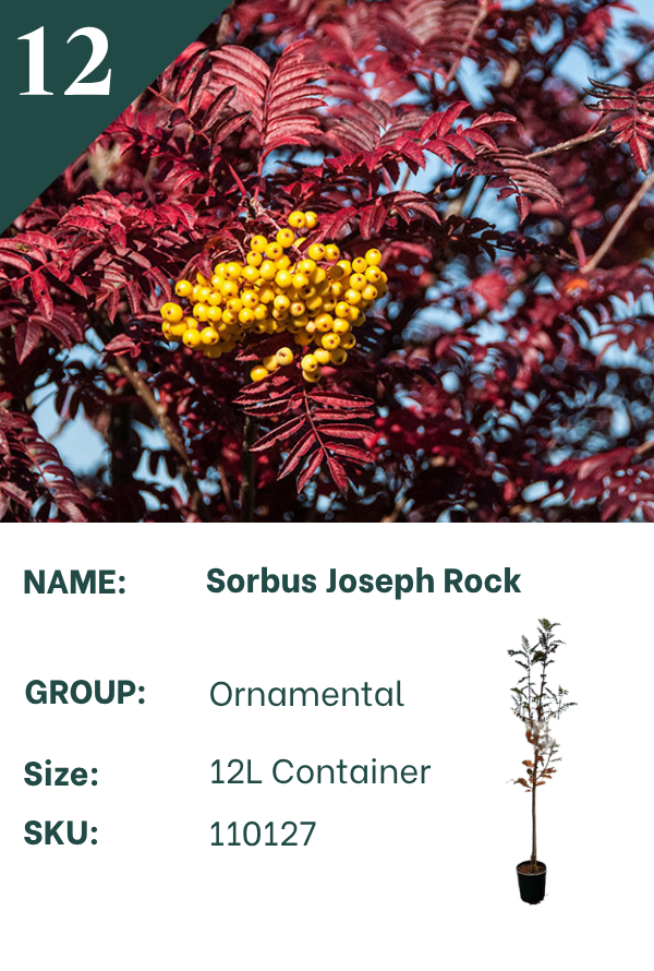 Sorbus ‘Joseph Rock’
Rowan & Whitebeam