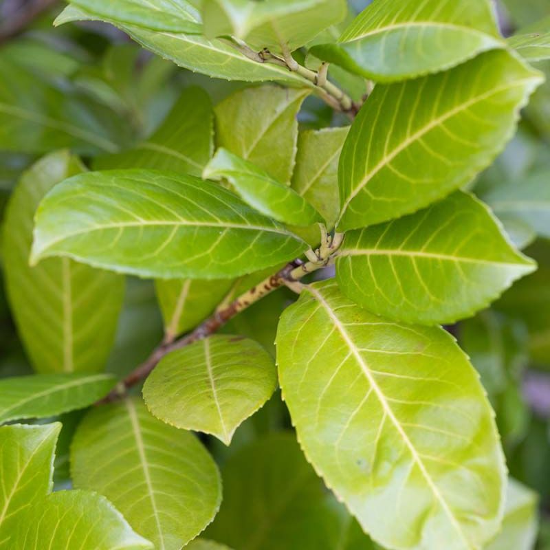 Prunus laurocerasus (Hedging)