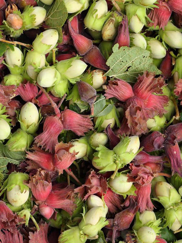 Hazel, Cobnuts, Walnuts and Chestnuts