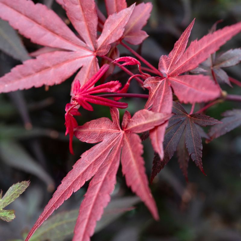 Acer palmatum 'Skeeter's Broom'