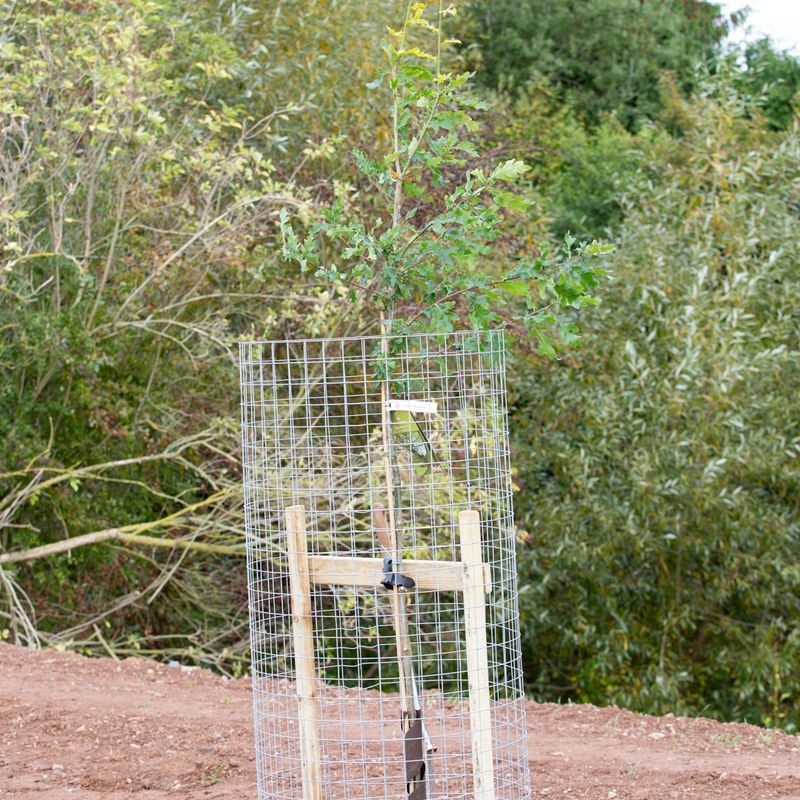 Tree planted by Frank P Matthews
