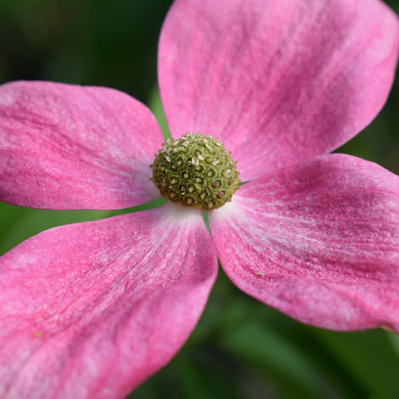Cornus x 'Norman Haddon'