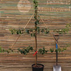 Frank P Matthews espalier tree