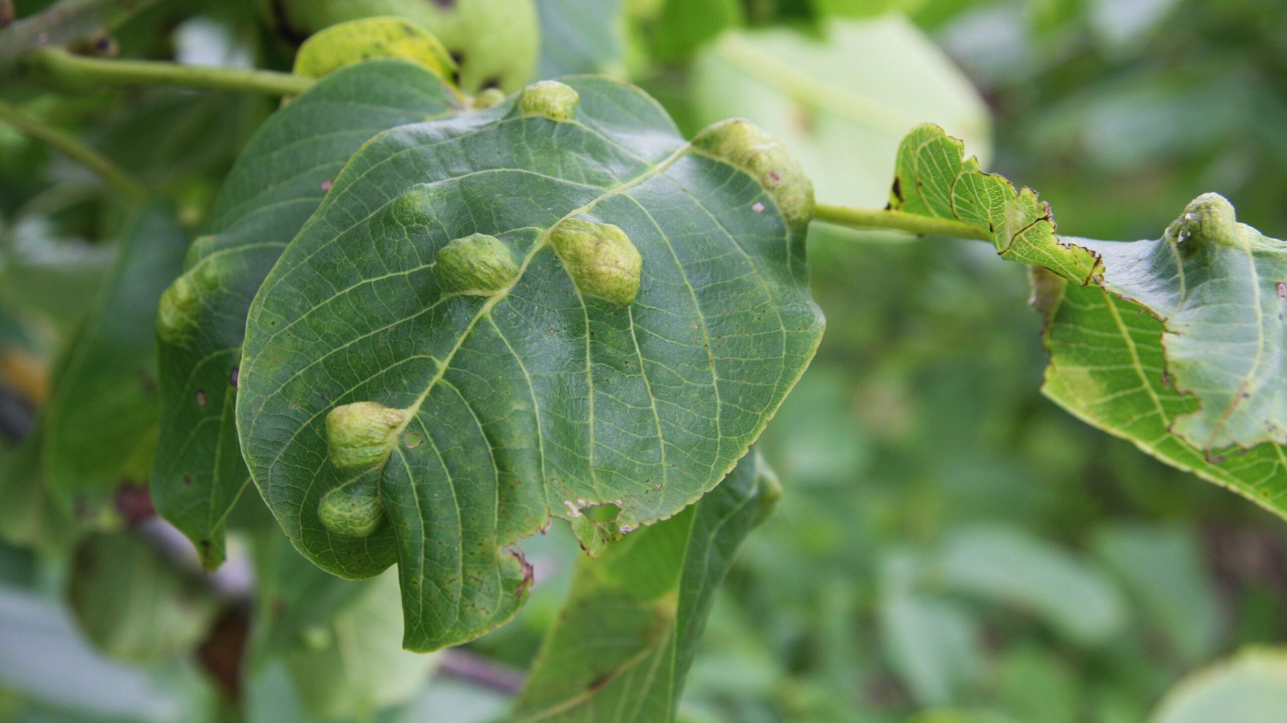 blister mite, Disease and Pest