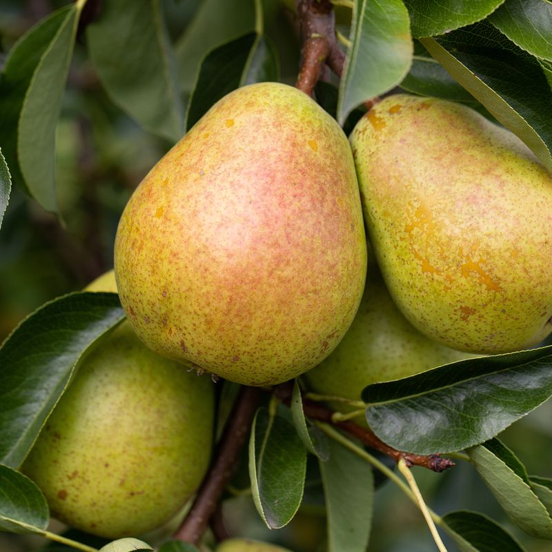 Invincible delwinor fertilia®