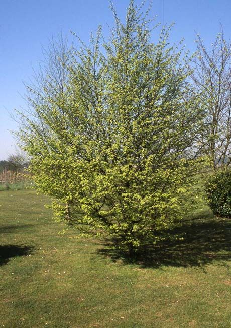 Carpinus betulus