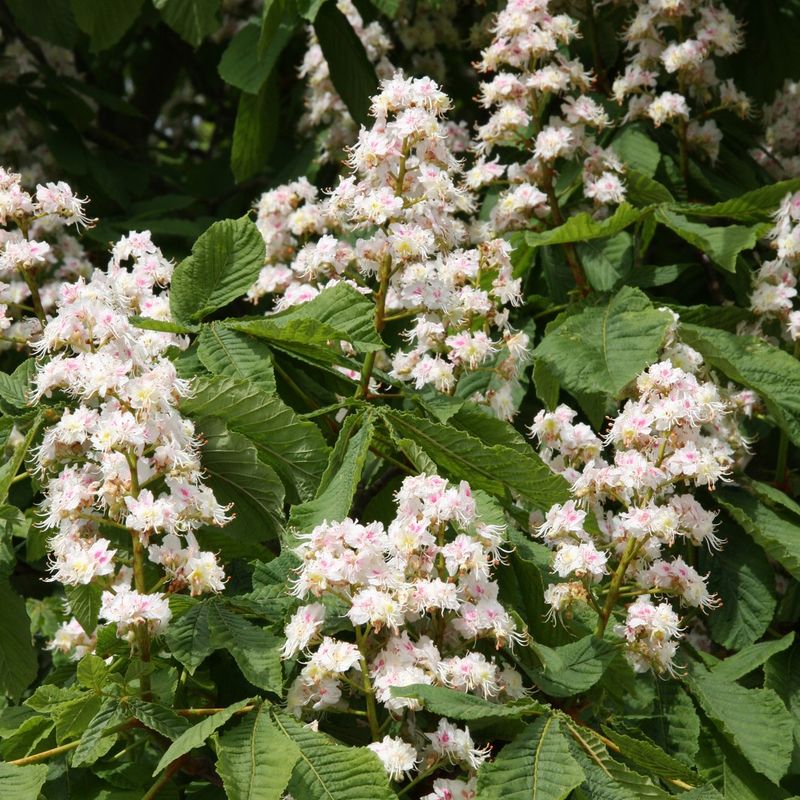 Aesculus hippocastanum