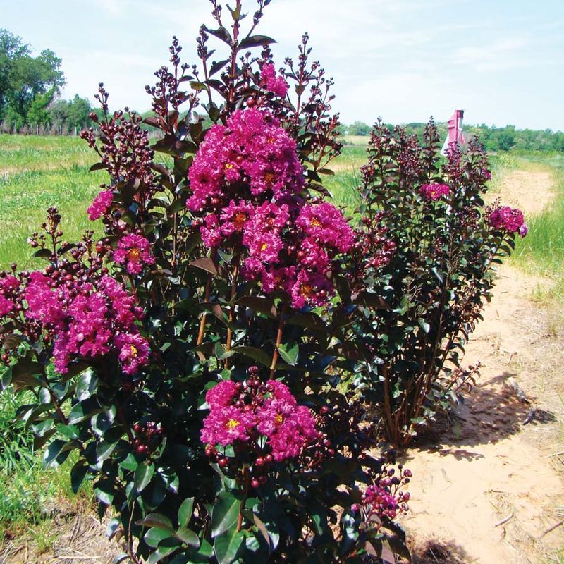Lagerstroemia ind Rhapsody in Blue