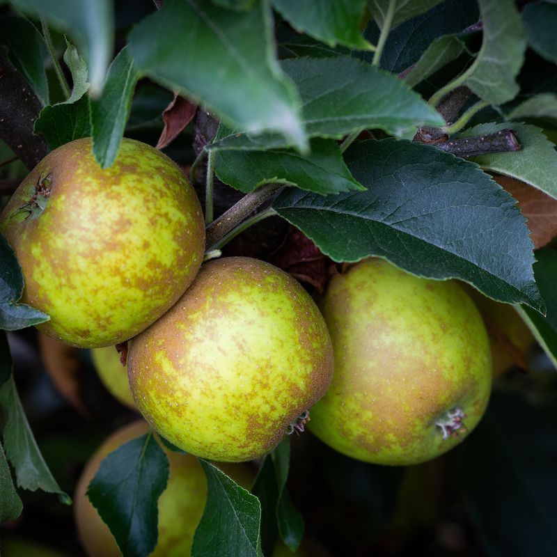 Egremont Russet