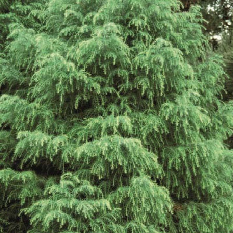Cryptomeria japonica 'Elegans Viridis'