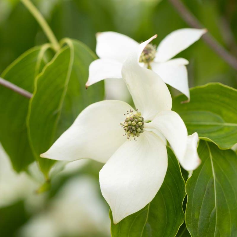 Cornus kousa var. chinensis 'China Girl'