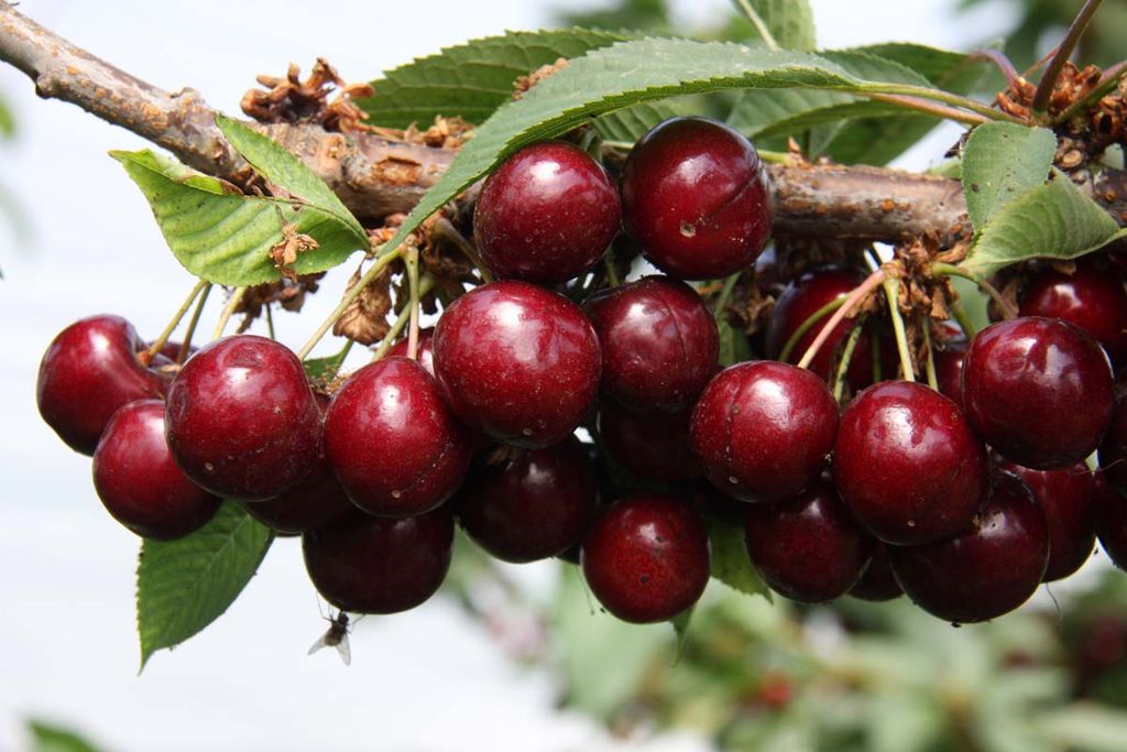 Cherry Sweetheart