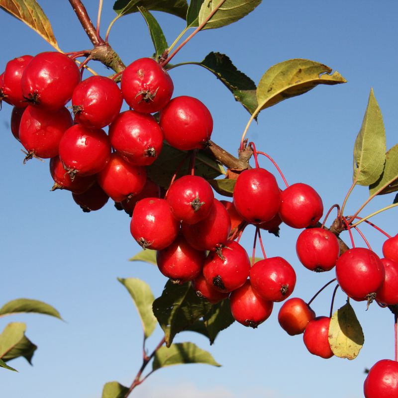 Malus ‘Julia’™