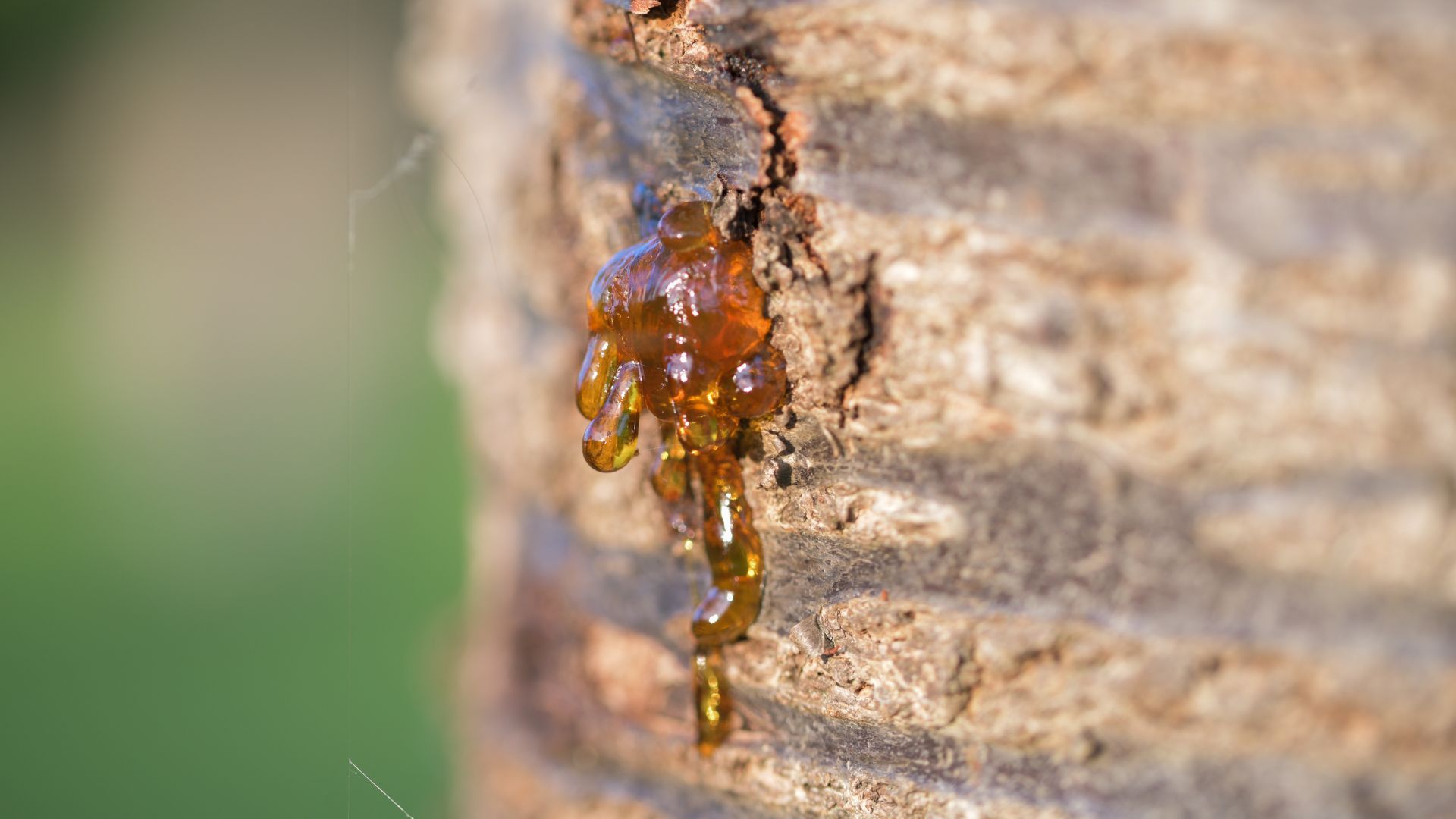 bacterial canker