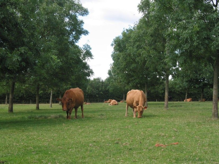 Regenerative Farming (Agroforestry)