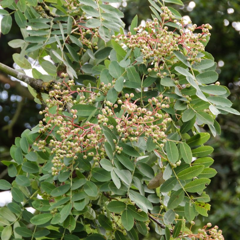 Sorbus pseudohupehensis