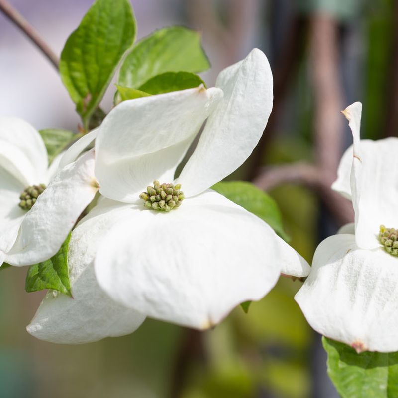 Cornus 'Eddies White Wonder'