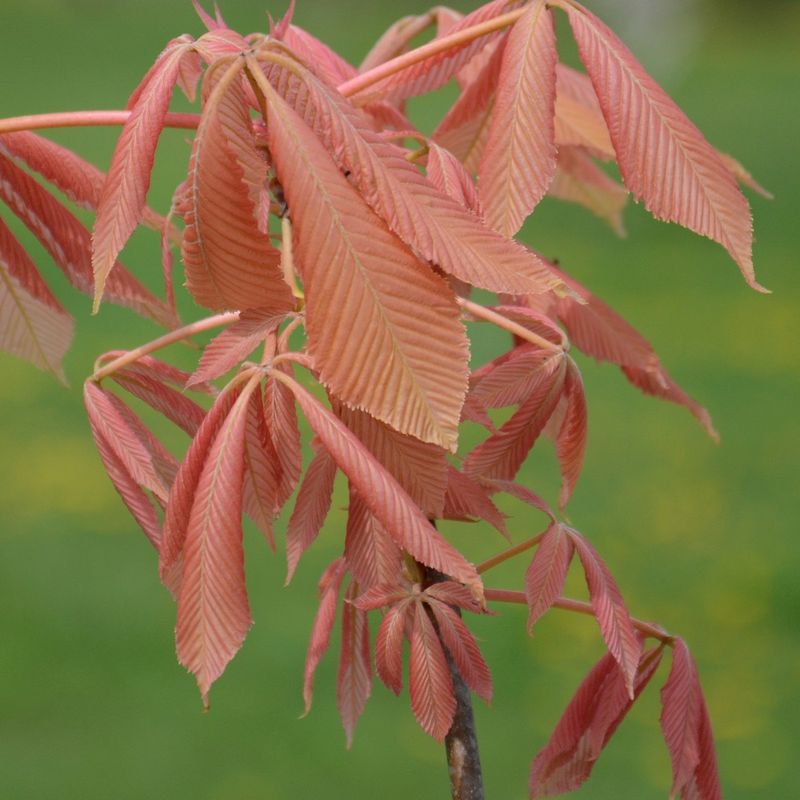 Aesculus x neglecta 'Erythroblastos'