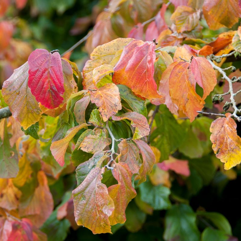 Trees for Autumn Colour 27