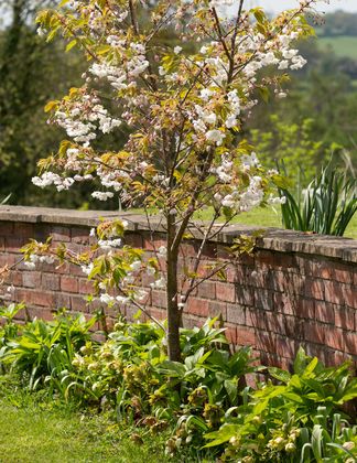 Underplanting