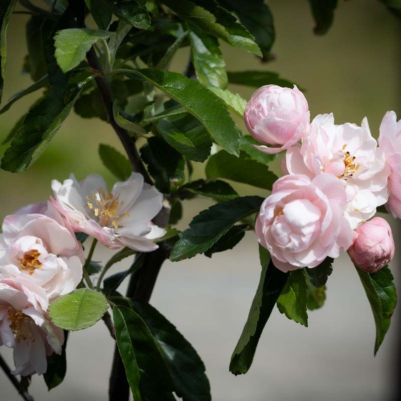 Malus ioensis 'Fimbriata'