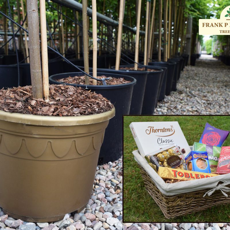 Frank P Matthews Golden Pot Treasure Hunt!