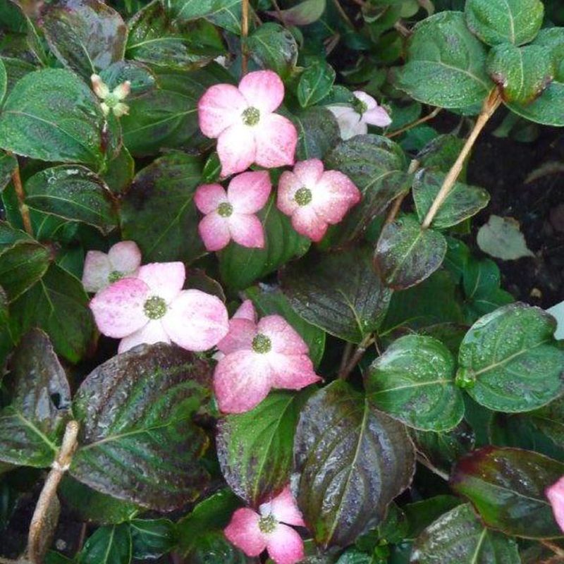 Cornus kousa 'Beni Fuji'