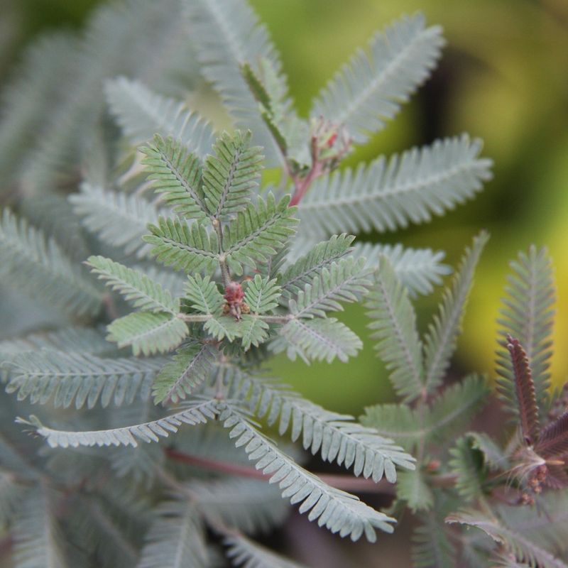 Acacia baileyana 'Purpurea'