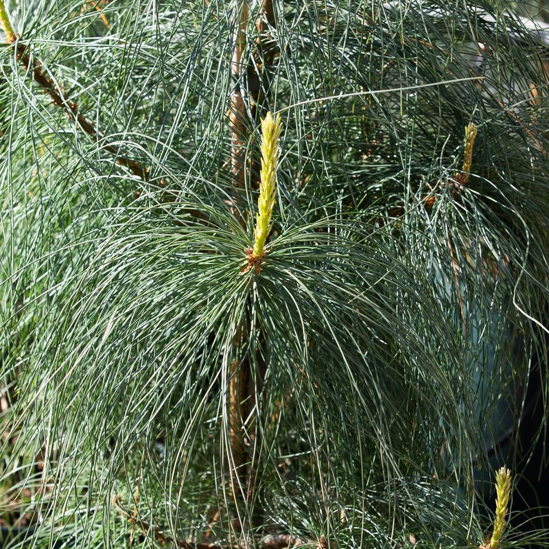 Pinus wallichiana