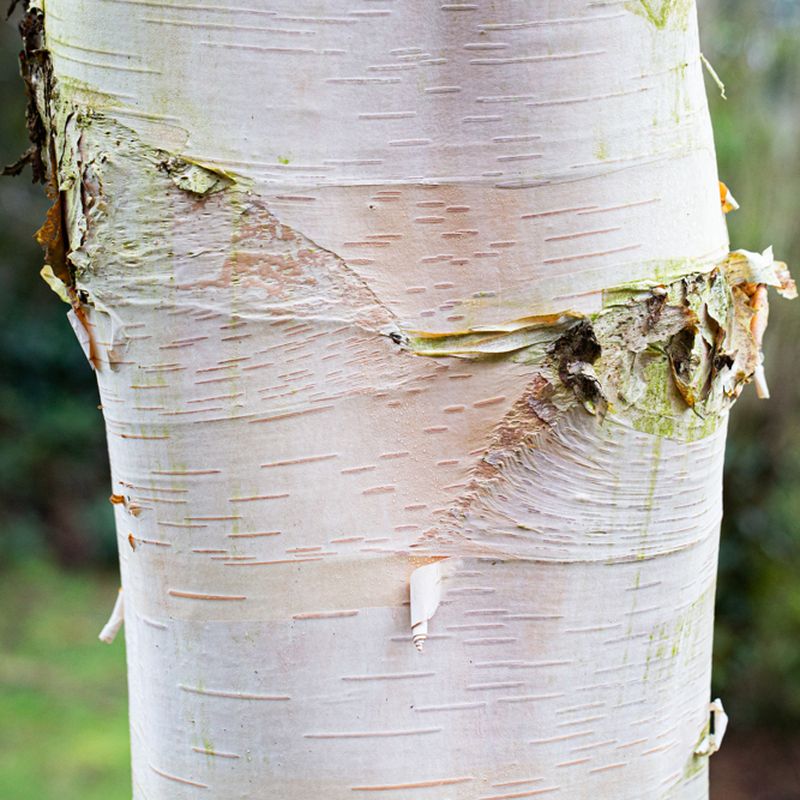 Betula ermanii 'Polar Bear'