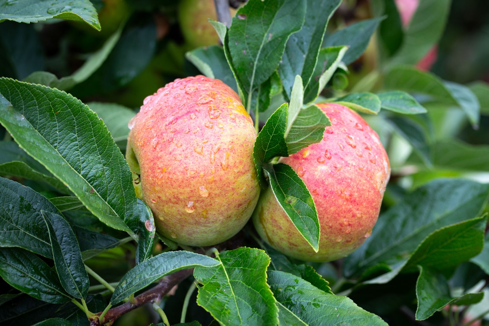 Apple Charles Ross fruit